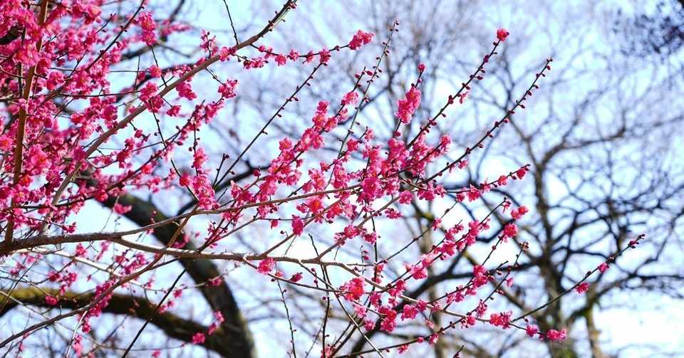 Smap そして 槇原敬之さんの 世界に一つだけの花 が本当は本当に