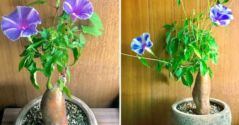 朝顔とサツマイモを接ぎ木して芋アサガオを作る方法 黒大根くん2 0 Note