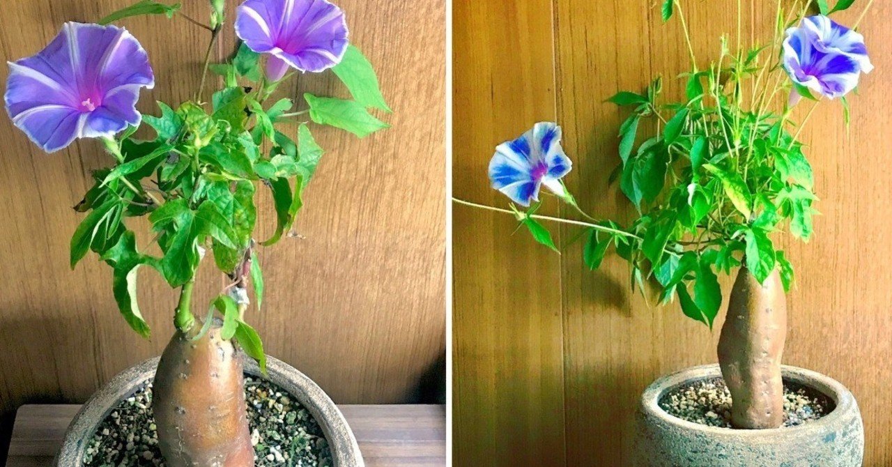 朝顔とサツマイモを接ぎ木して芋アサガオを作る方法 黒大根くん2 0 Note