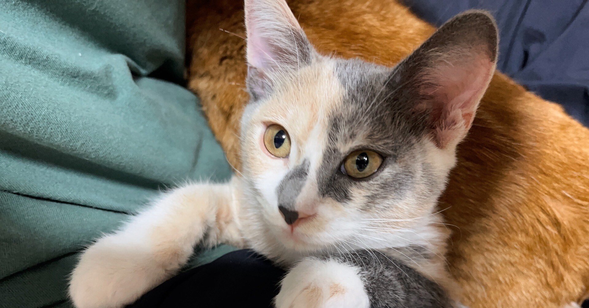 3ced39ff44ea7d67e0d7cb06f84662