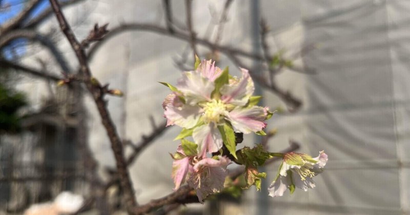 季節外れの桜