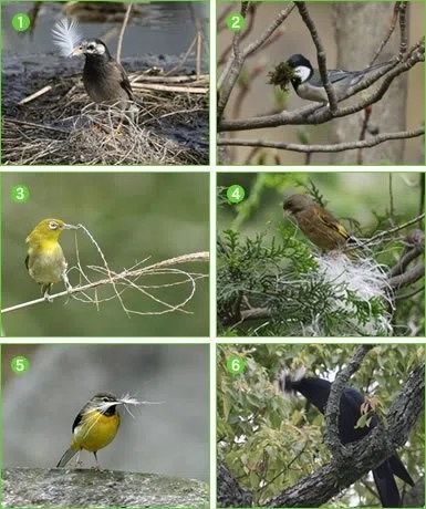 第193回 野鳥のいろんな営巣 翆野 大地 Note