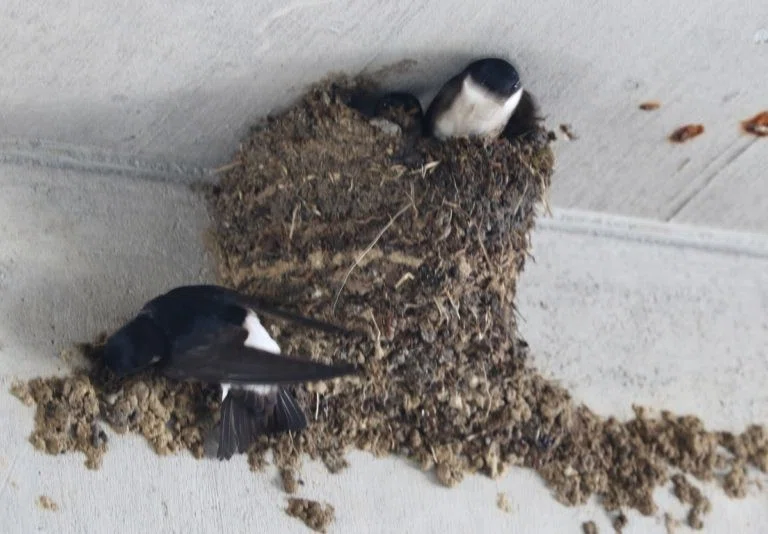第193回 野鳥のいろんな営巣 翆野 大地 Note