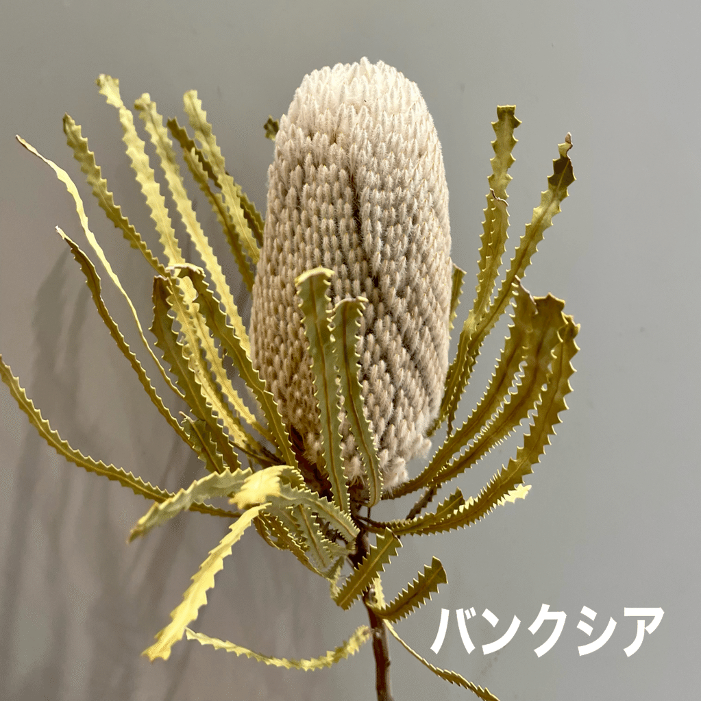 💐おすすめのネイティブフラワー5選 💐｜D.STYLE