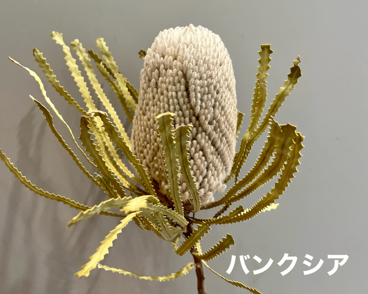 💐おすすめのネイティブフラワー5選 💐｜D.STYLE