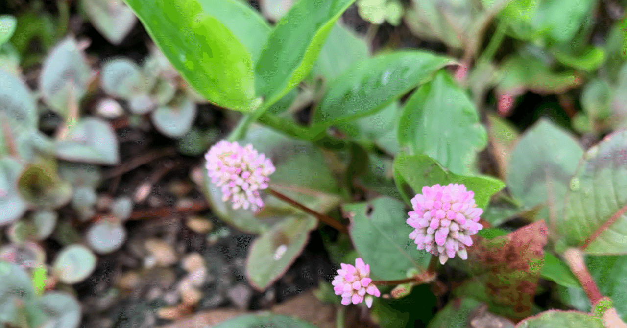 草をむしる猿|犬や猫