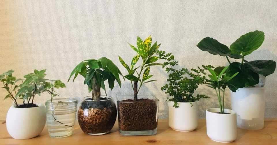 観葉植物日記 成長早いフィカスウンベラータ Kp Note