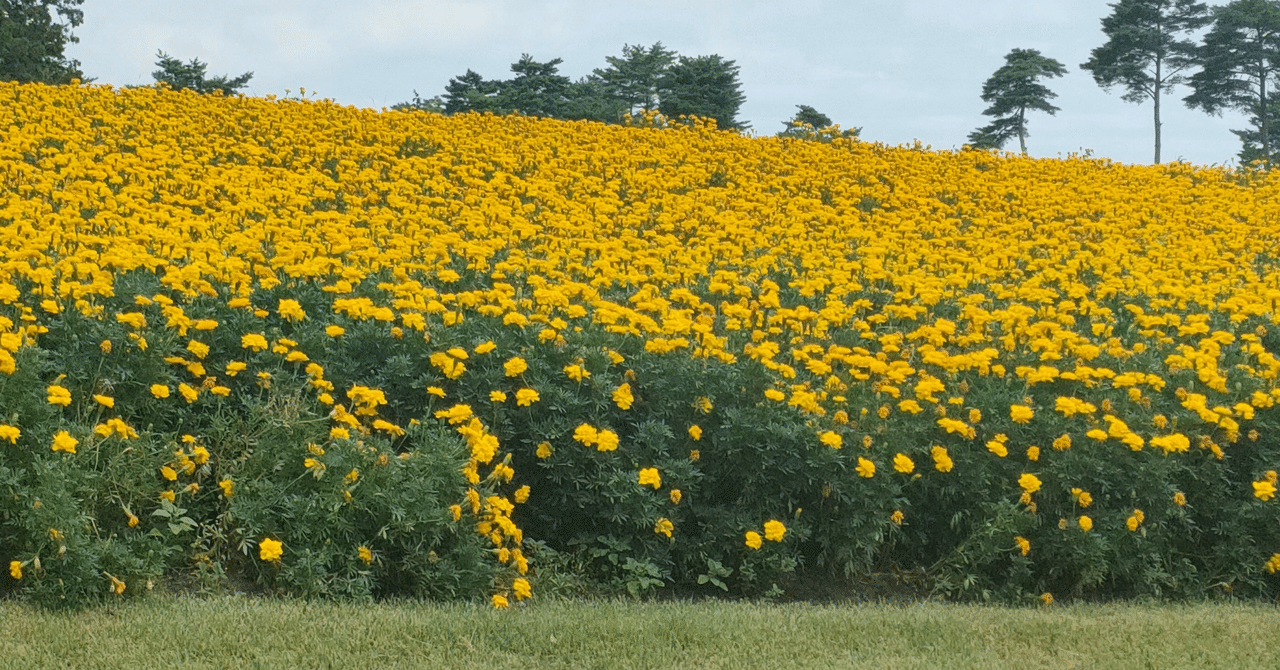  WWDC 後のメモ: iPhone 4 のディスプレイ、アップロード速度の高速化