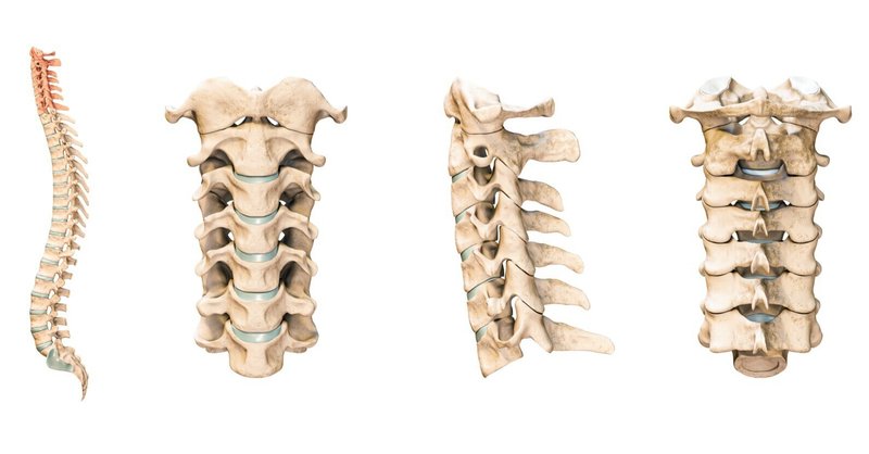 【背骨の基礎】７つの頚椎を正しく理解しよう。