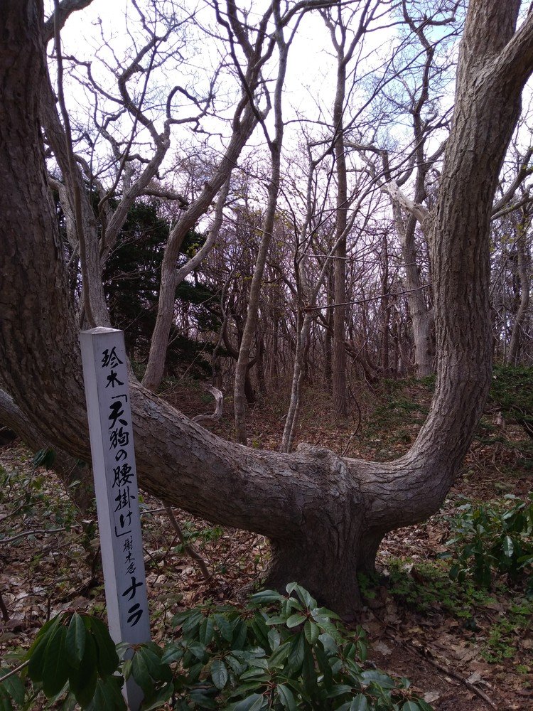 天売島が「鳥の島」なのに対し、焼尻島は「植物の島」です。