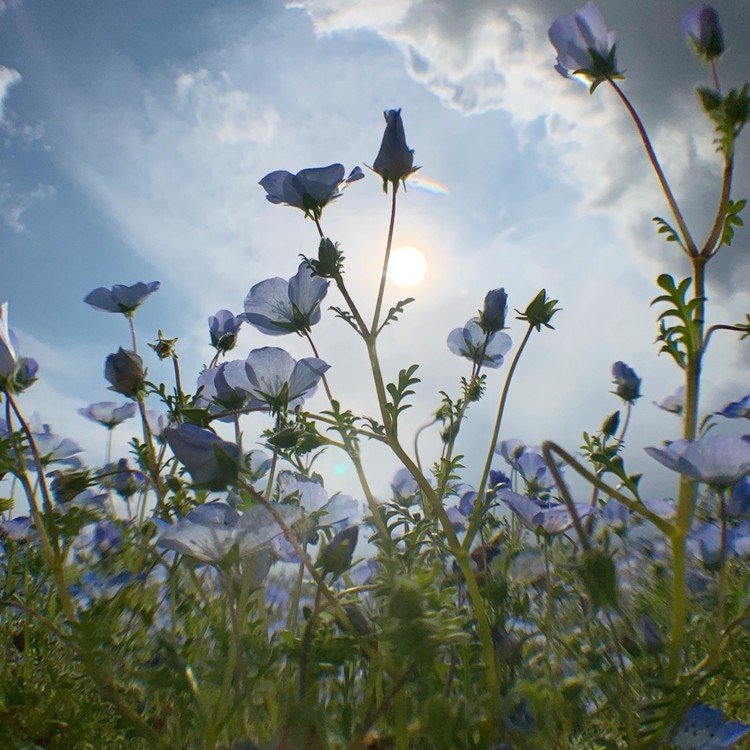 そこは青い花園
初夏の日差しに透かした
花びら越しの空は
もっと青く透き通る


#写真 #ネモフィラ #青い花園 #photo #花