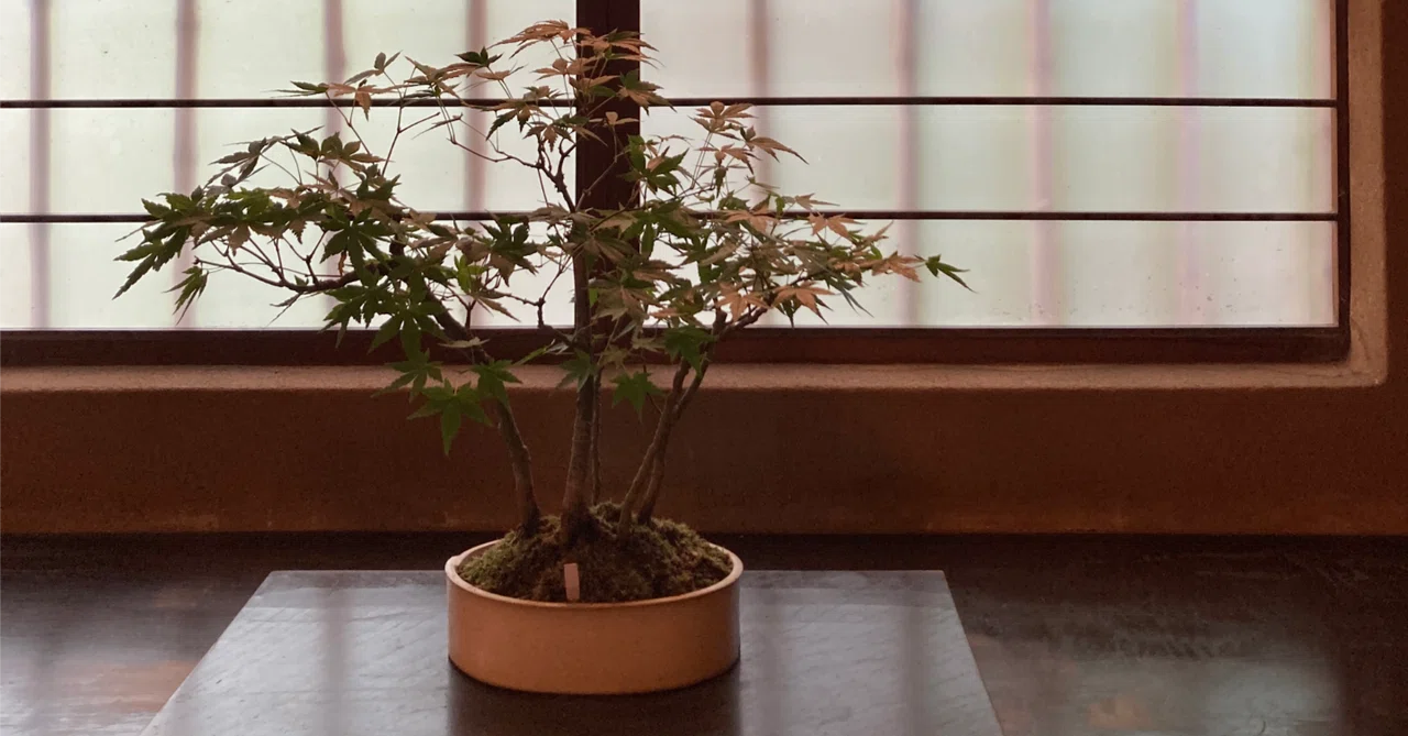 所作のためではなく、在り方のための礼法道|かんざわみづき/礼法講師🌸香司