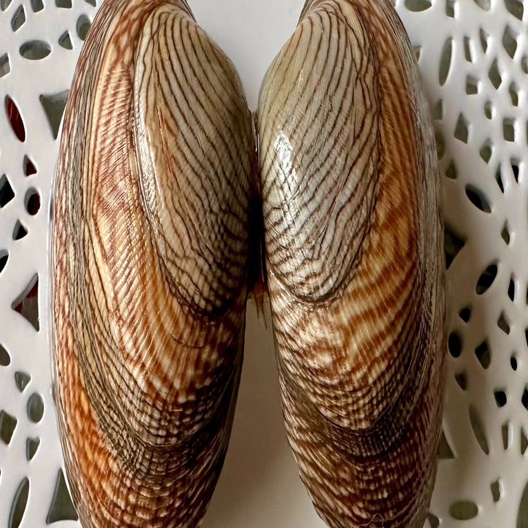 あさりの貝殻の豊かな世界｜あさりの魅力研究家/朝理多サリア