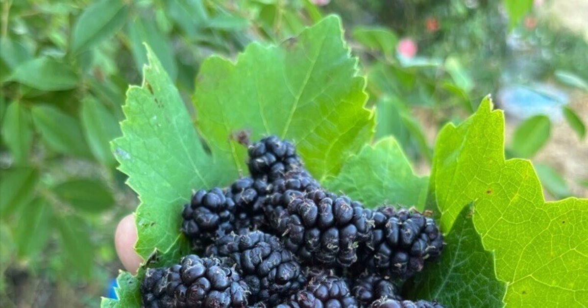 不思議な森の不思議なモノ　ローズしゃぼんスローワーズ Seymour Chwast | 素敵な洋書の絵本のお店 Read Leaf Books