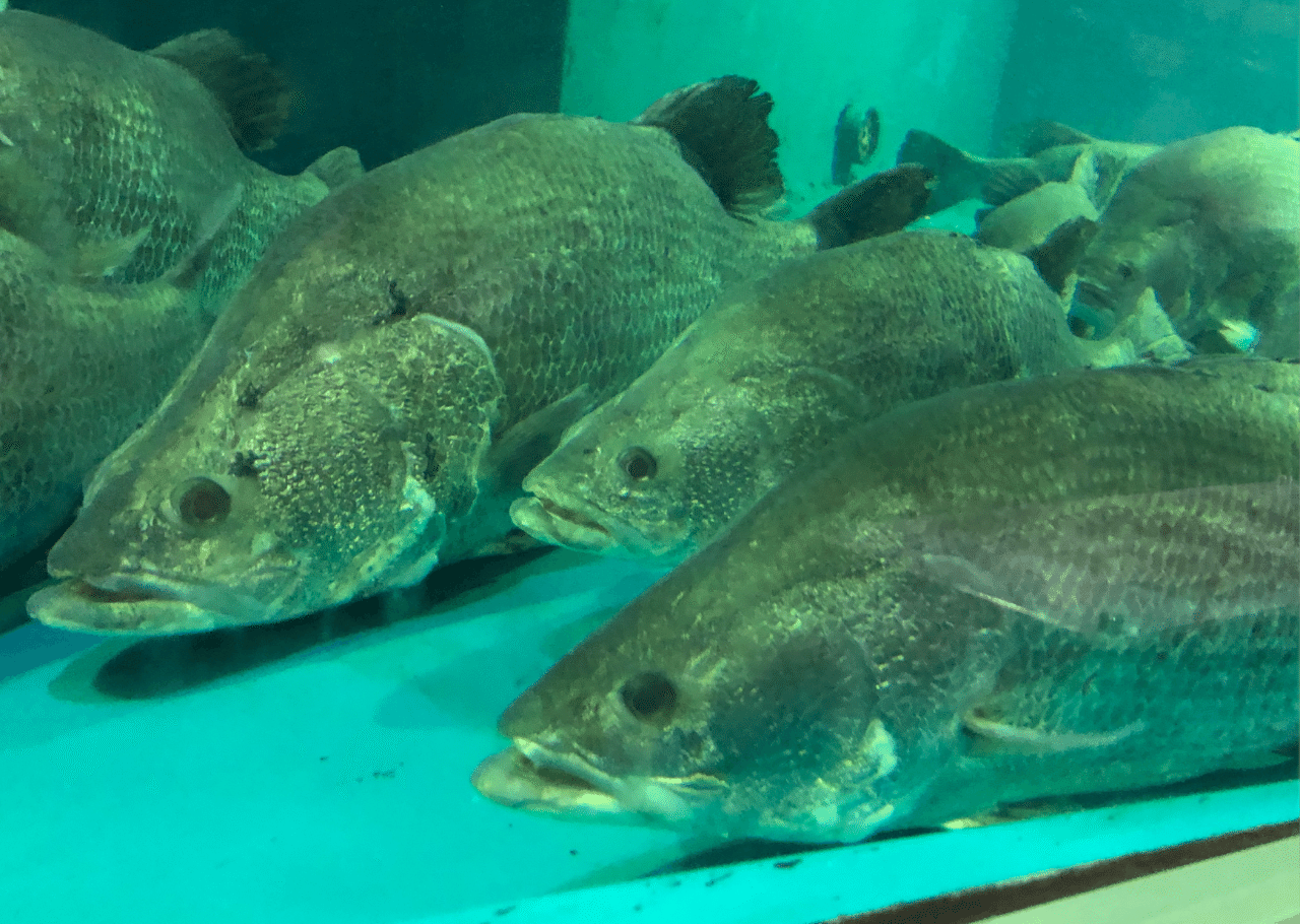 アカメへの挑戦 高知県浦戸湾 Nori Anglers Note アカメへの挑戦 高知県浦戸湾 Nori Anglers Note