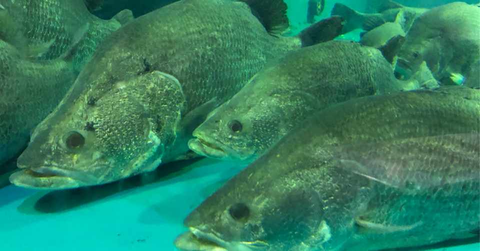アカメへの挑戦 高知県浦戸湾 Nori Anglers Note