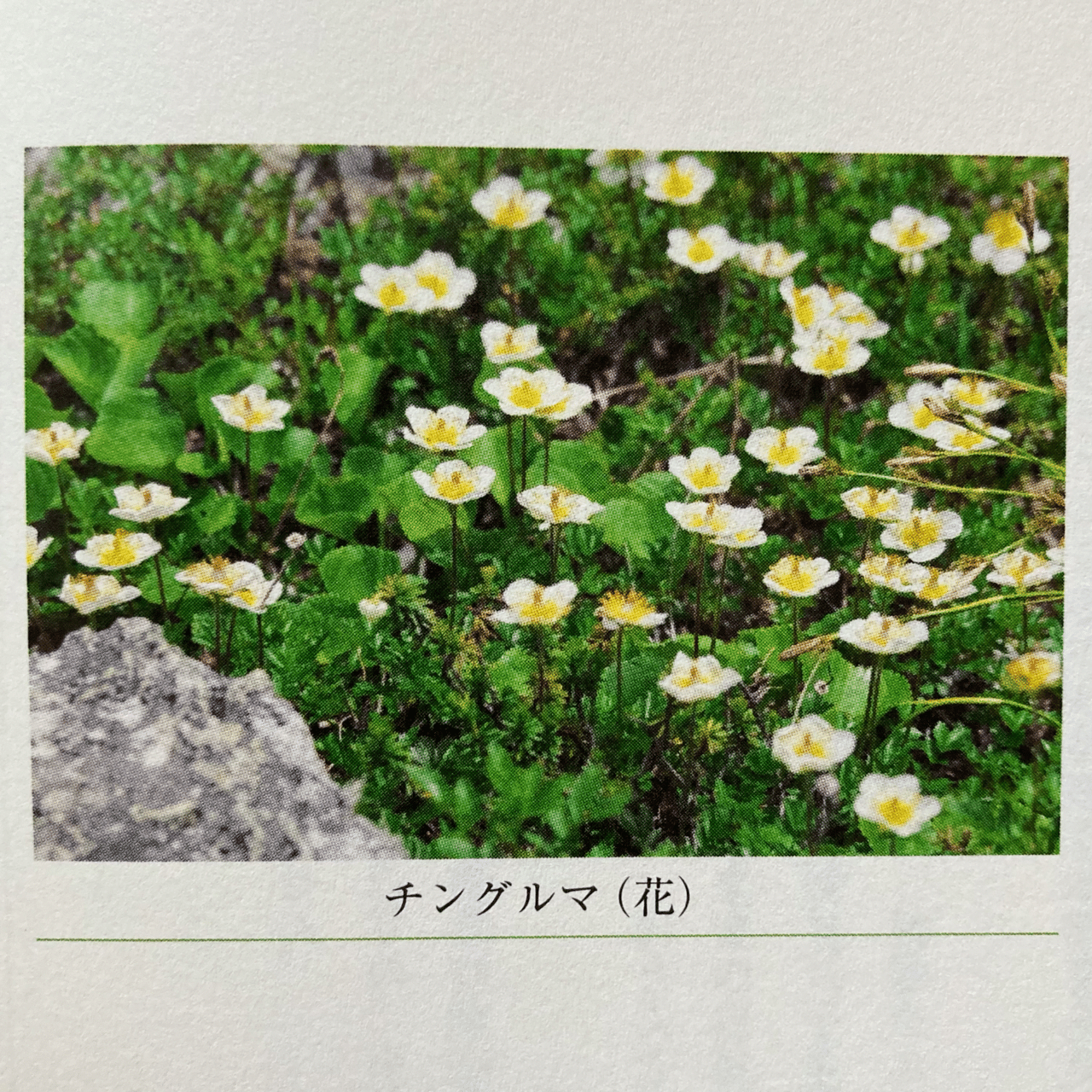 光の魂たち 植物編』から学ぶ！人の霊的成長を見守る「健気で賢い