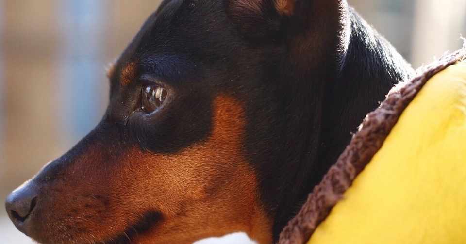 好きなもの 必要なもの 2 10 犬 玲奈 Note