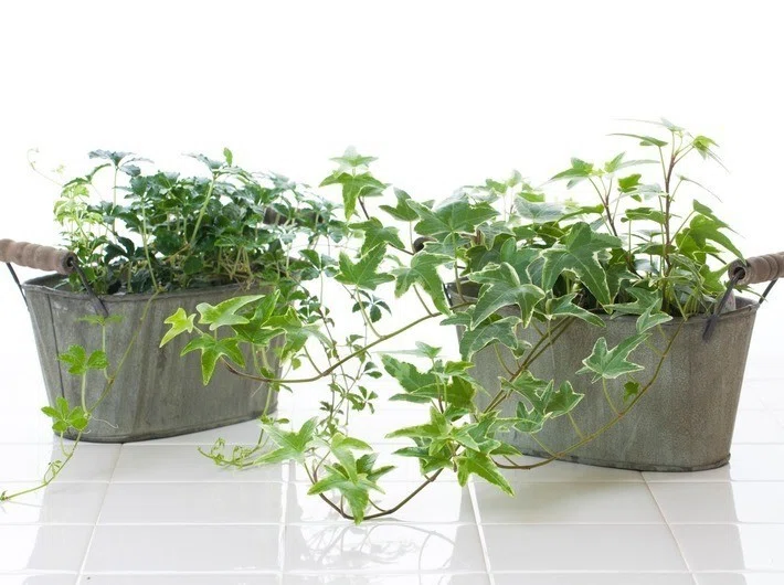 なるほど 植物の効能 竹本 幸史 Switch Works Inc Note