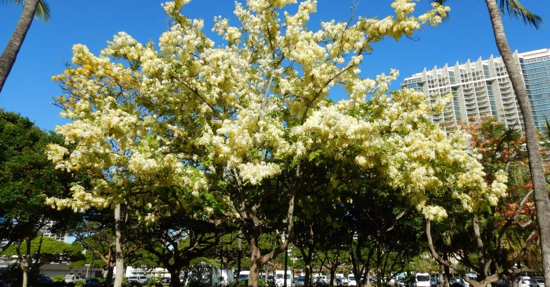 ハワイの花③シャワーツリー｜Susie@Honolulu, Hawaii