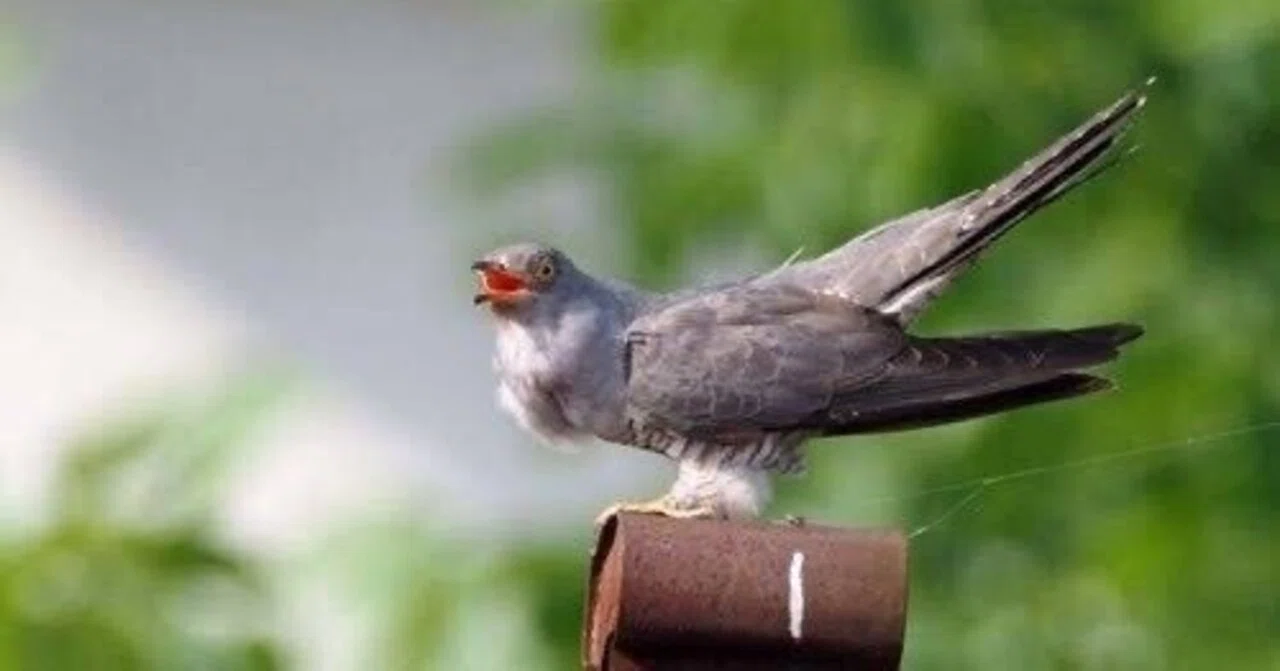 木彫りの鳥　カッコウ 第2659回 カッコウのイメージ｜翆野 大地