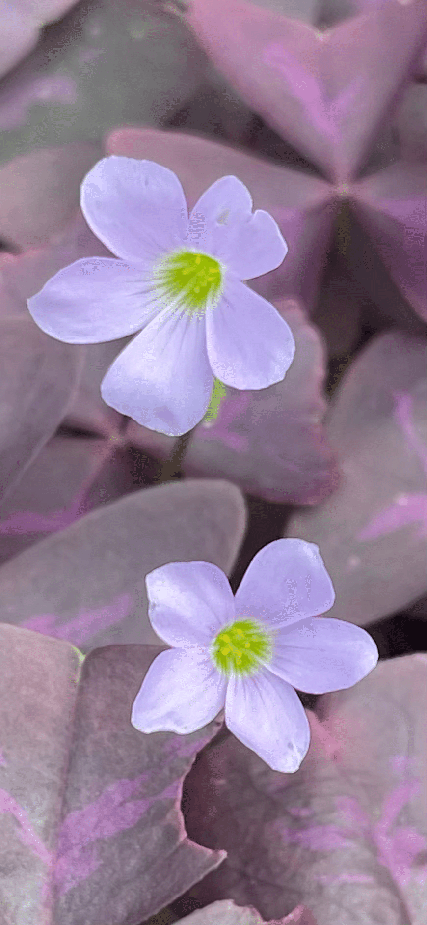 O. triangularis var,｜オキザリス トライアングラリス 斑入り