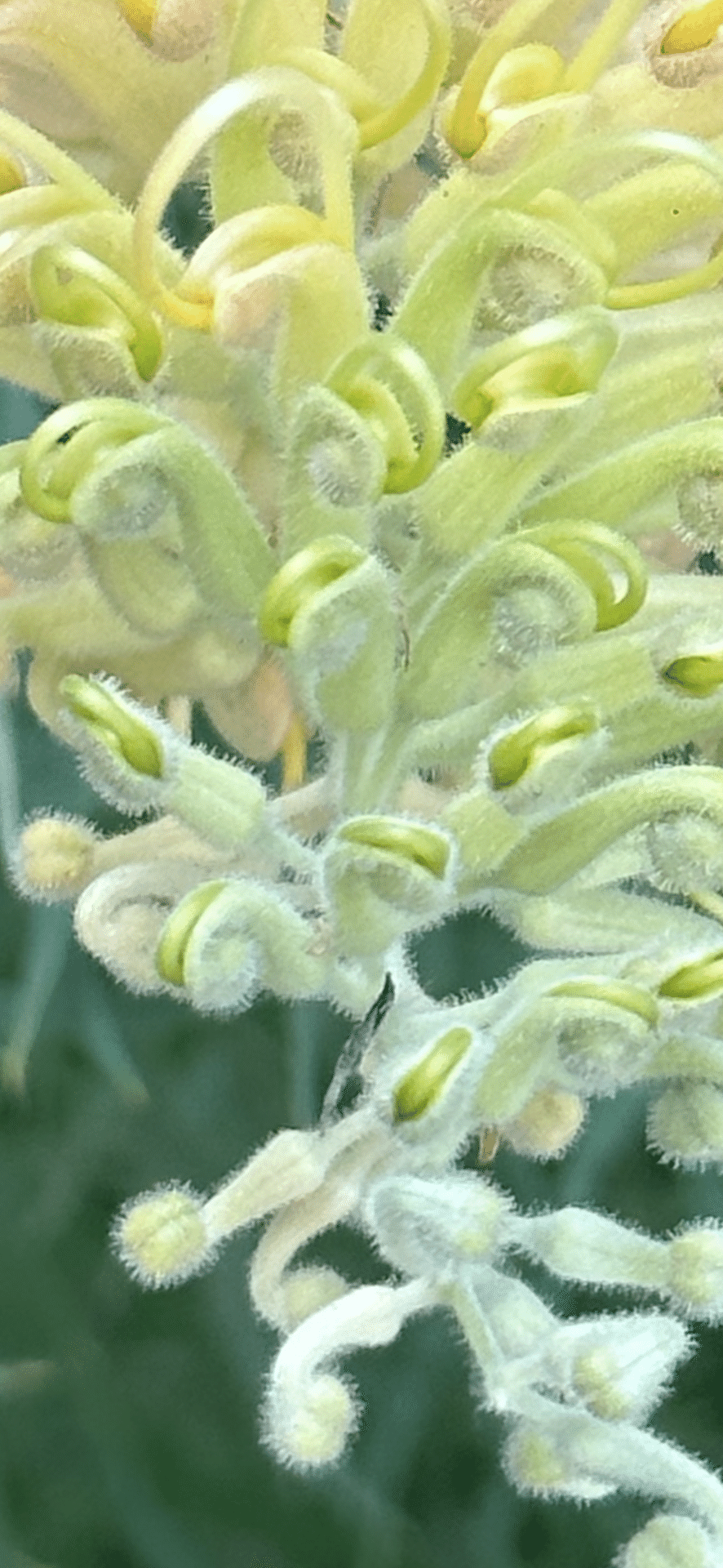 現品・現物】グレビレア・バンクシー グレビリア・バンクシー 10号 B8