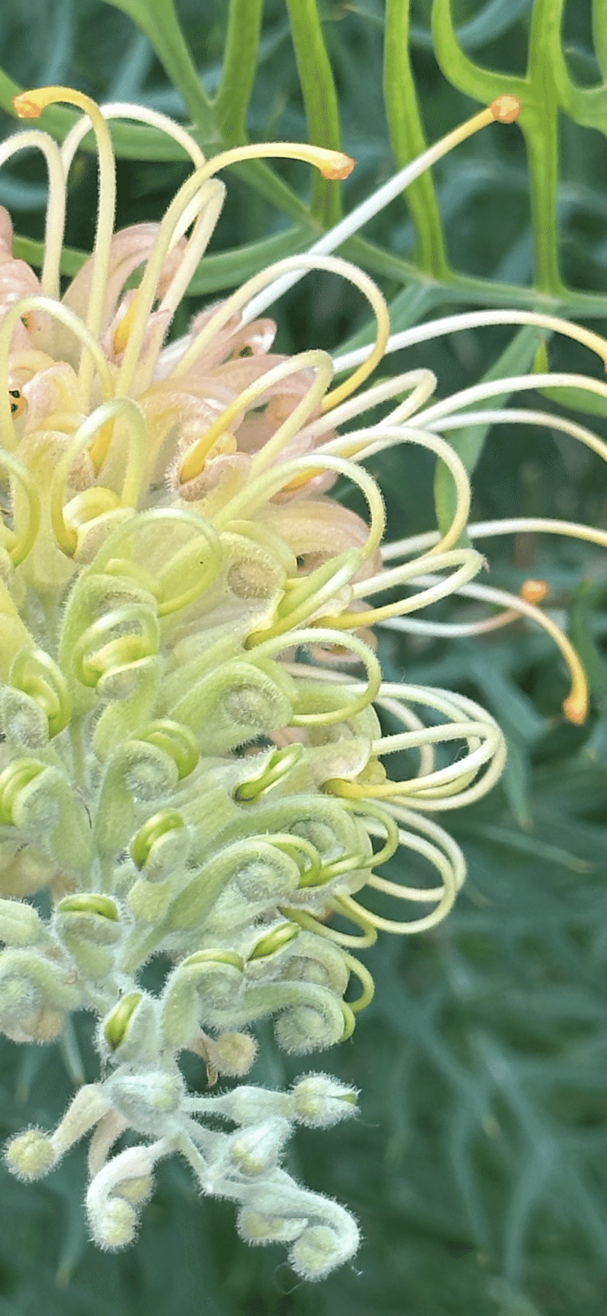 GREVILLEA BANKSII｜EGGSEED