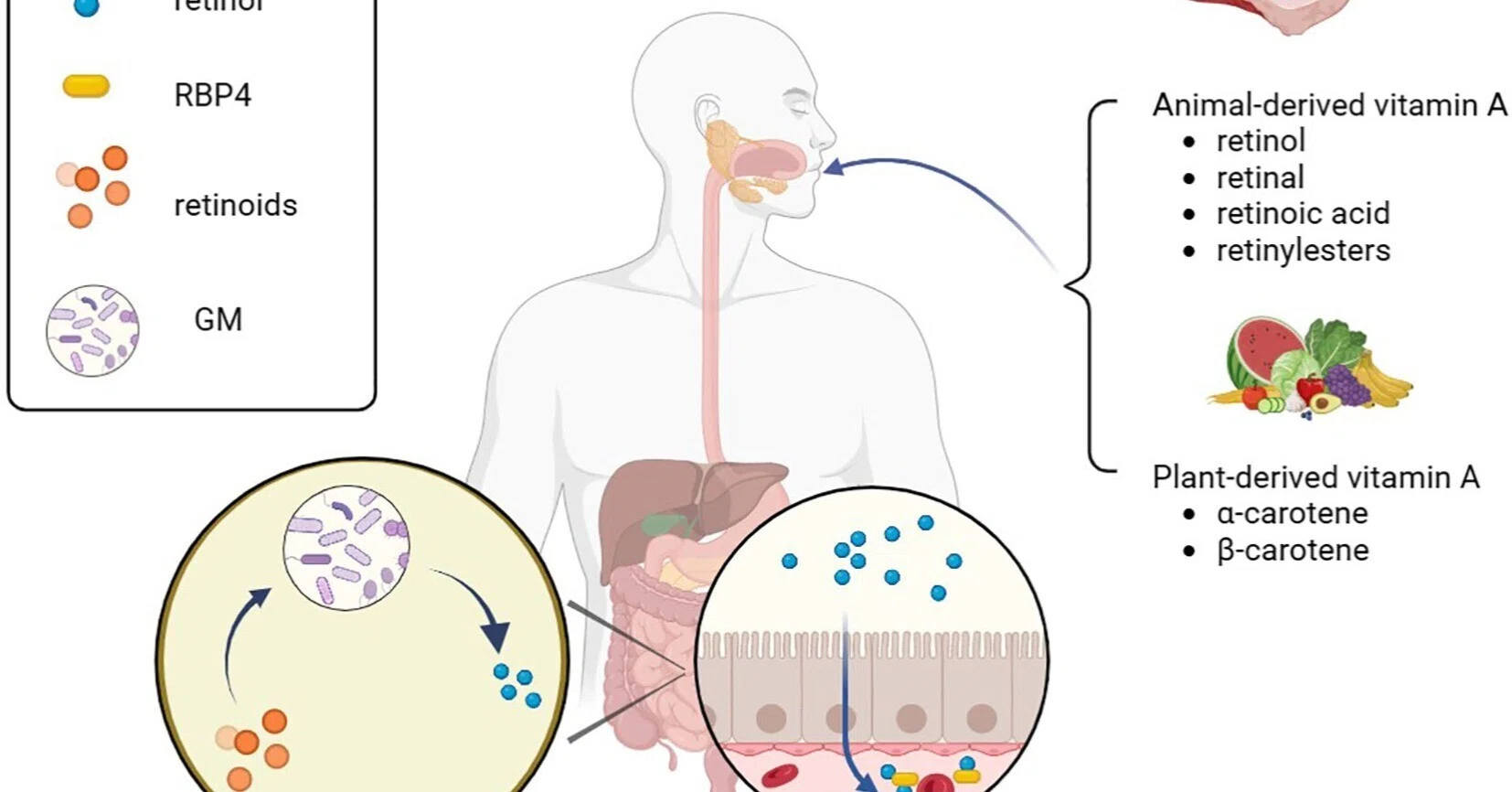 膀胱癌におけるビタミンAの洞察、腸内細菌叢への注目不足？｜やおな@腸