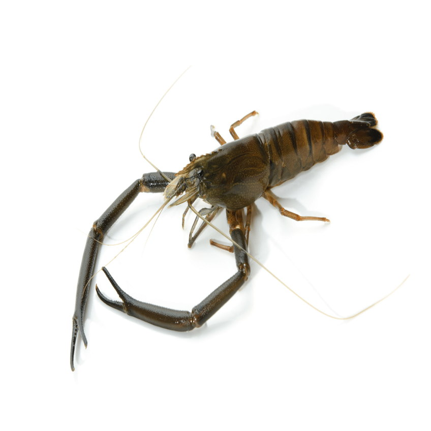 ザリガニとテナガエビの力比べができなかったので、ザリガニに恨みを