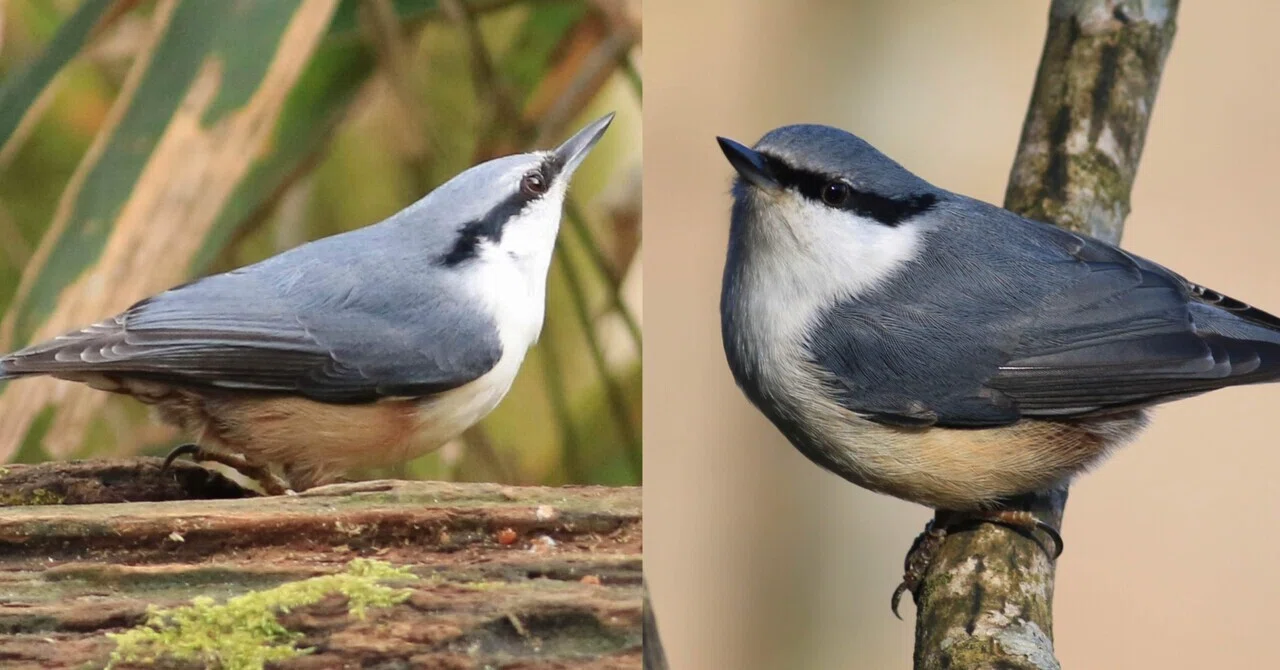 木の幹を上下移動する野鳥 ゴジュウカラ｜くまごろう