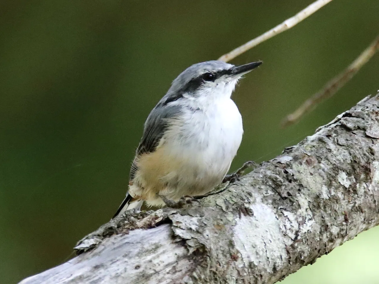 木の幹を上下移動する野鳥 ゴジュウカラ｜くまごろう