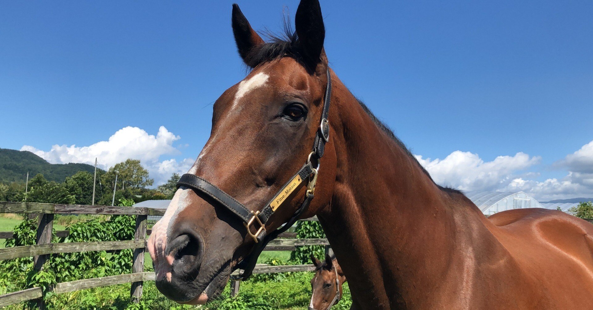 ファインモーションに会ってきました。｜極ウマ・プレミアム【日刊