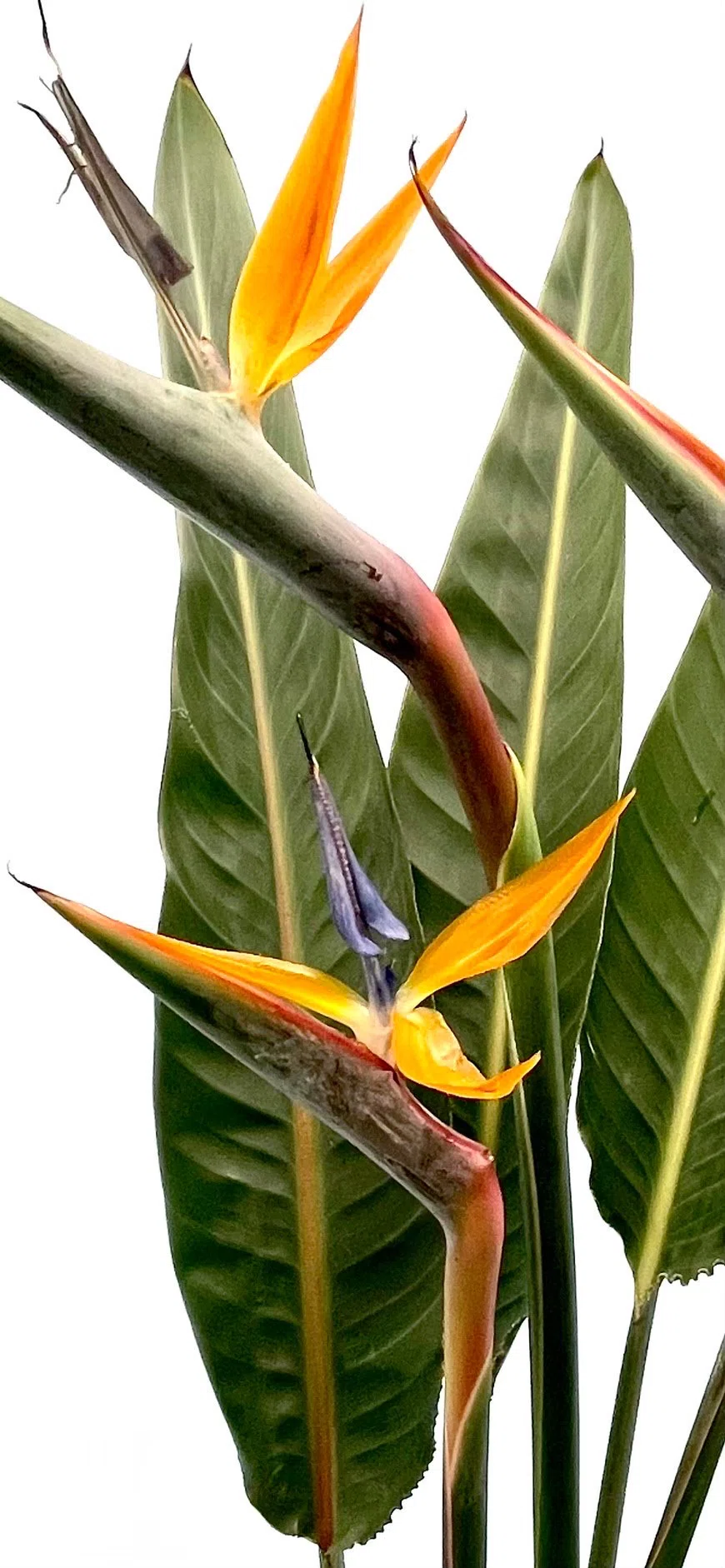 極楽鳥花｜EGGSEED