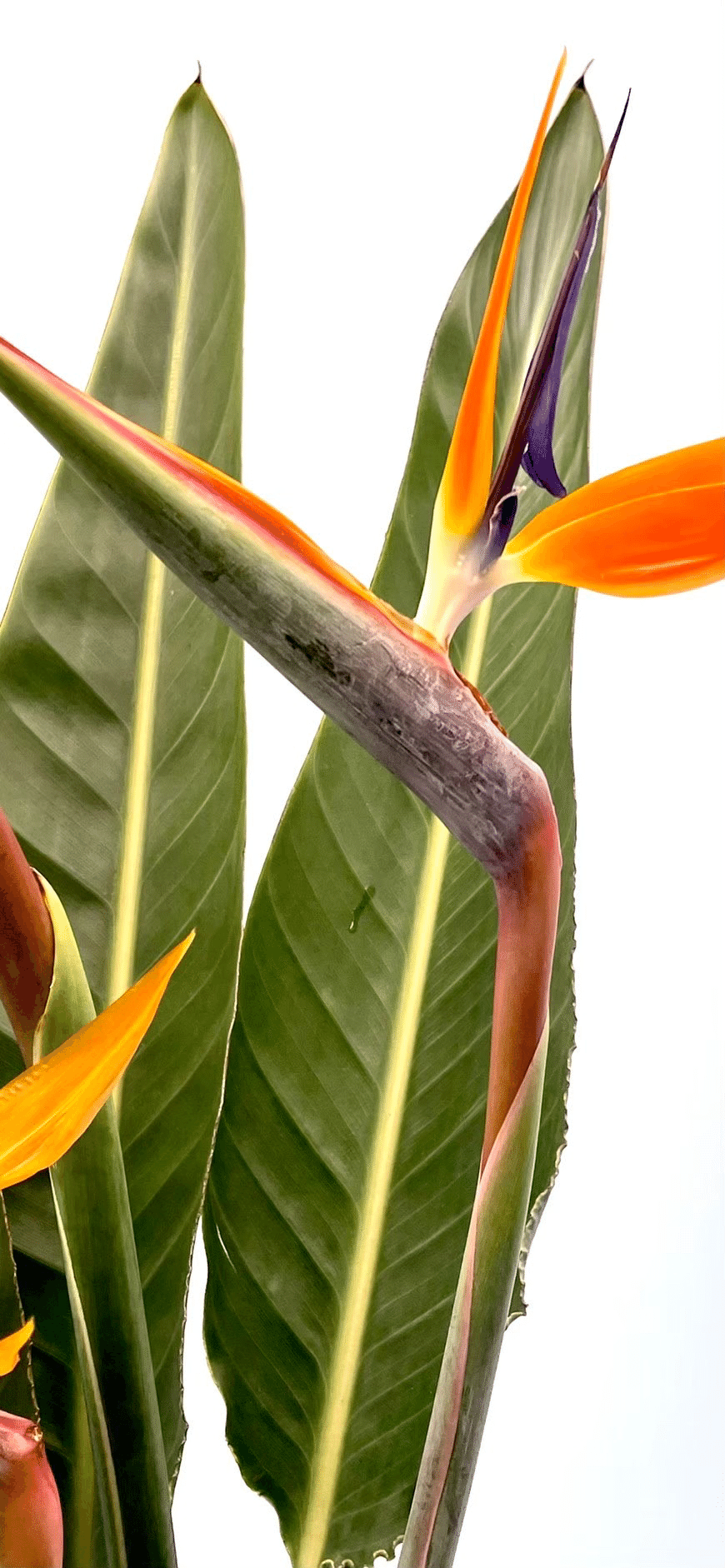 極楽鳥花｜EGGSEED