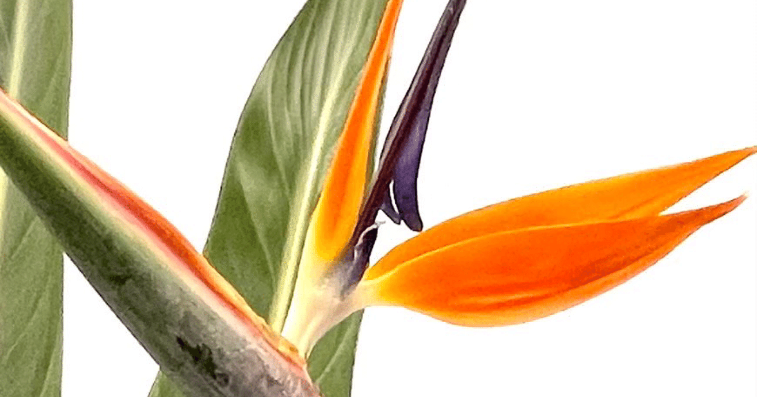 極楽鳥花｜EGGSEED