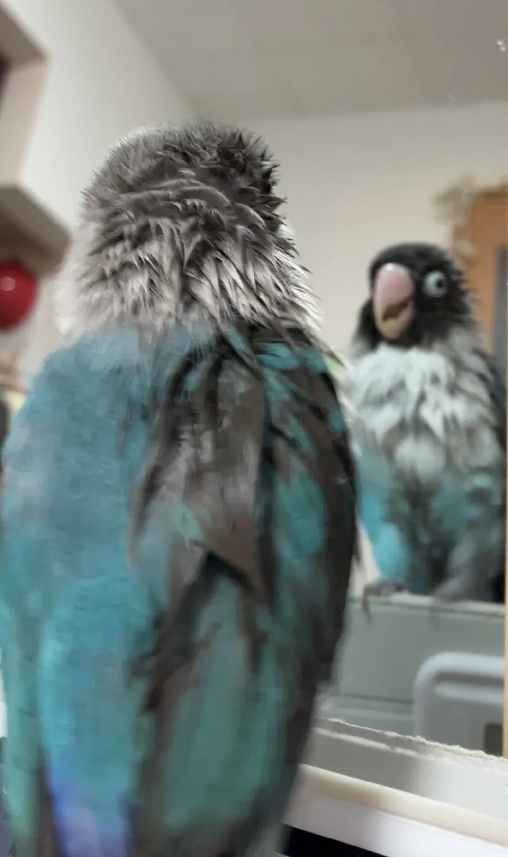 https://www.instagram.com/reel/CwhkkJ-SeIT/?igshid=MzRlODBiNWFlZA==