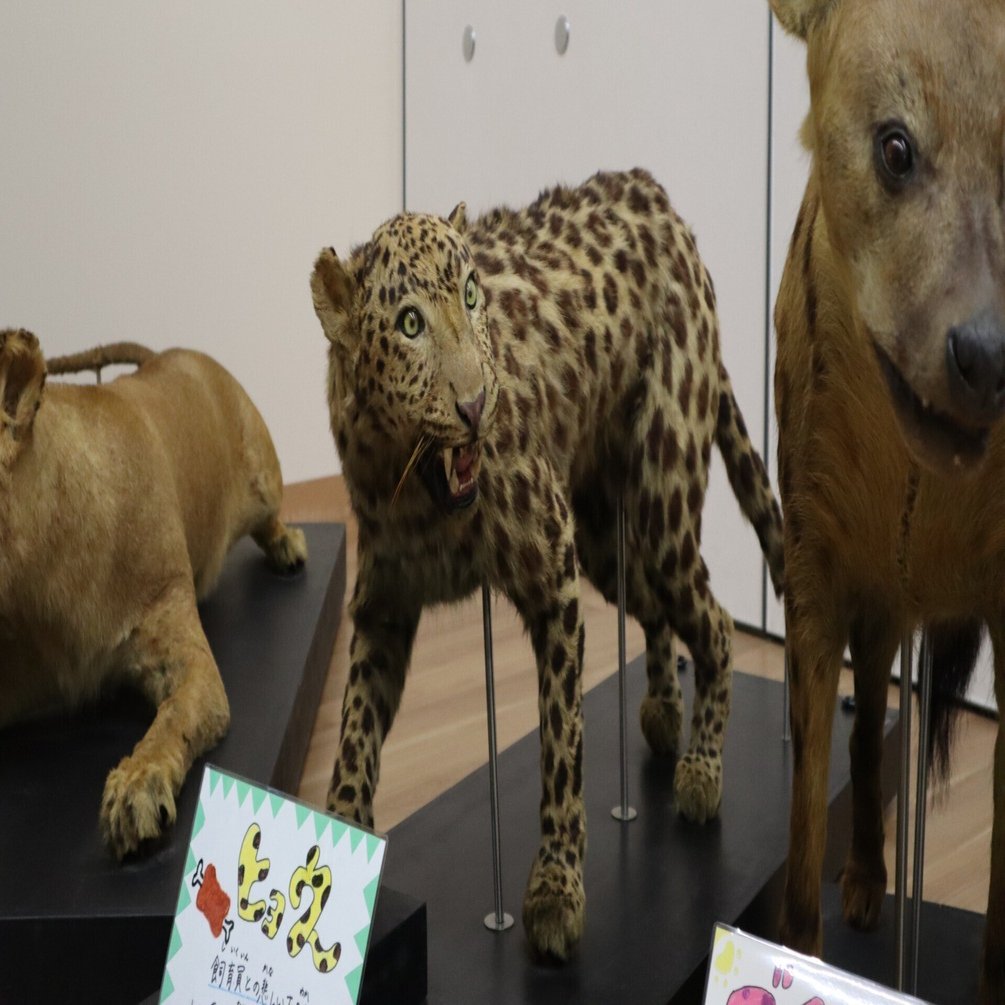 青森県五所川原市金木 芦野公園のヒグマさん。 人間で言うと 100歳超えてるらしいけど… 見てて切なくなった🥺 足を引きずってヨタヨタ…  白くなって、寝たまま… 目だけキョロキョロ。 なにか、美味しいものを 食べて欲しい🥺, image size:1920x1005