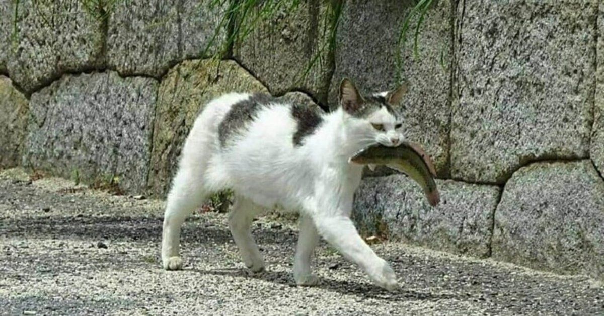 野良猫母さんに学ぶ｜江島 達也／対州屋