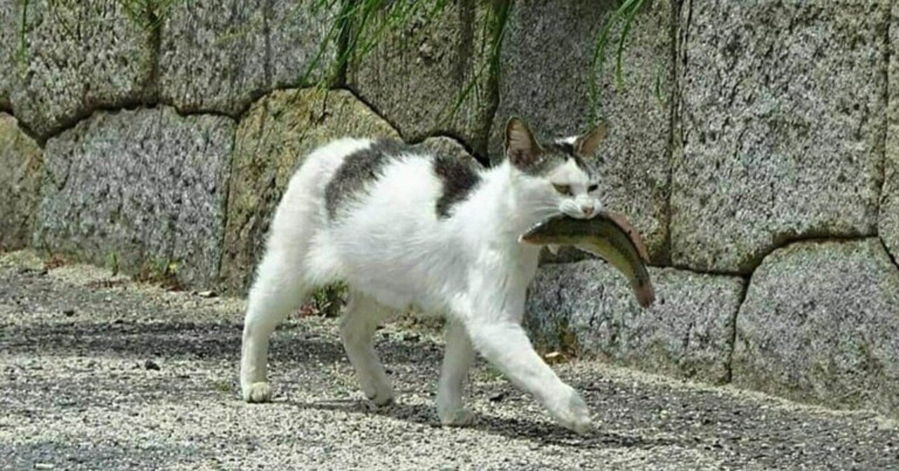 野良猫母さんに学ぶ｜江島 達也／対州屋