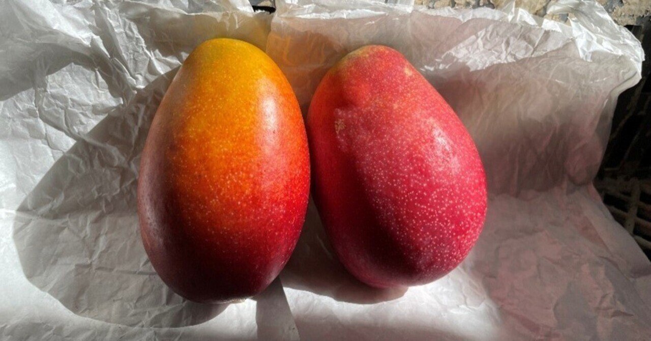 三宅島の完熟マンゴー｜三宅支庁産業課