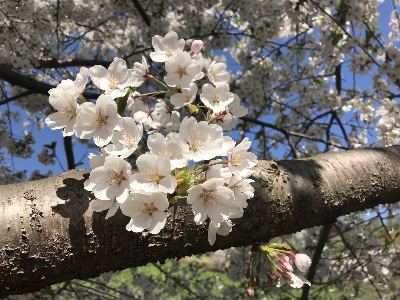 5 5 荒井山の桜と北海道神宮の桜と梅 札幌 エミリア Note