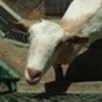 矢樹 純 Note 矢樹 純 Note