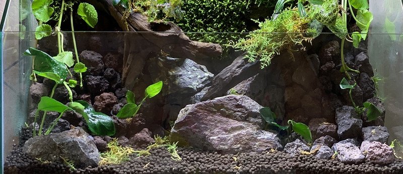 はじめてのアクアテラリウム水槽 その1 工程まとめ編 マミヤシンスケ Note