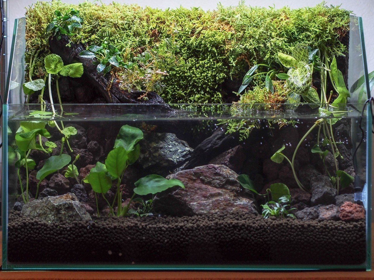 はじめてのアクアテラリウム水槽 その1 工程まとめ編 マミヤシンスケ Note はじめてのアクアテラリウム水槽 その1 工程まとめ編 マミヤシンスケ Note