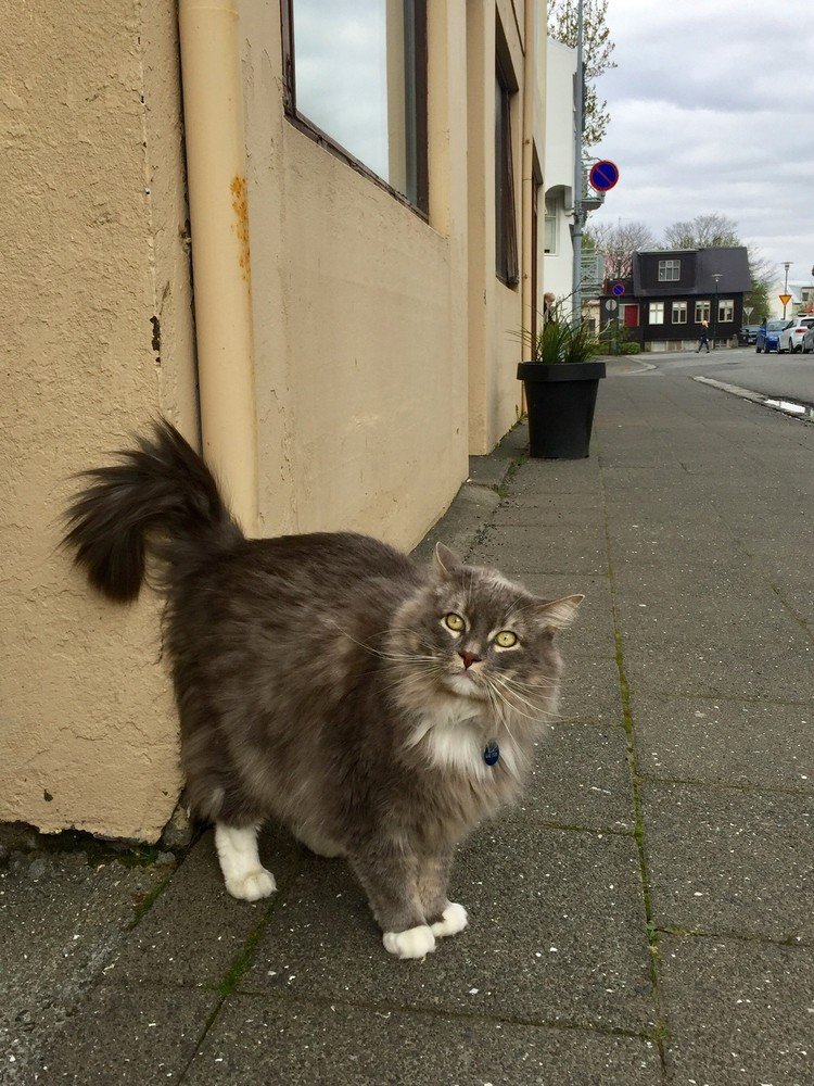 シベリアンのGus(ガス)くん。飼い主出身のアラスカから遥々とレイキャビクにやってきたニャン。