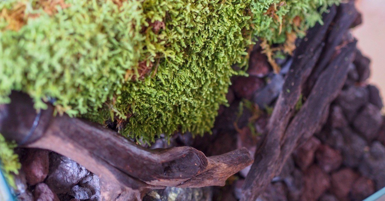 水槽 テラリウム （＾∇＾） GEXが新発売した特殊なワイド水槽でアクアテラリウムを作っていく