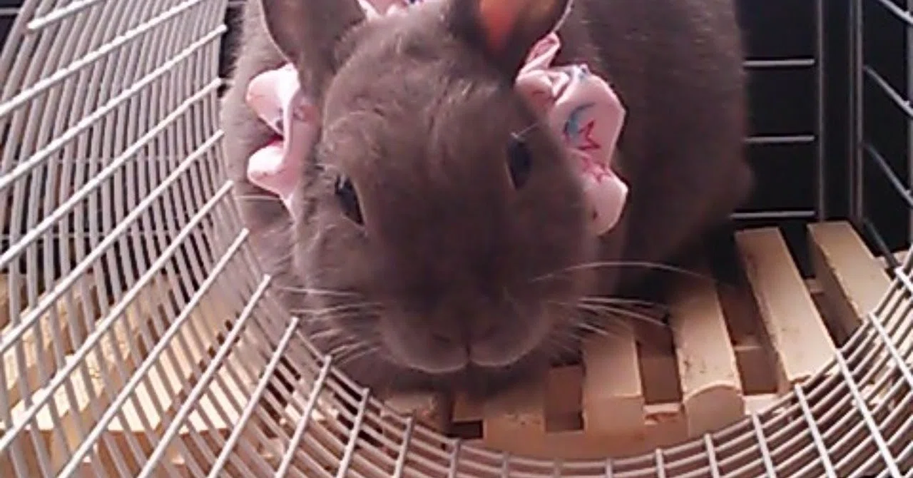 のぞきみ