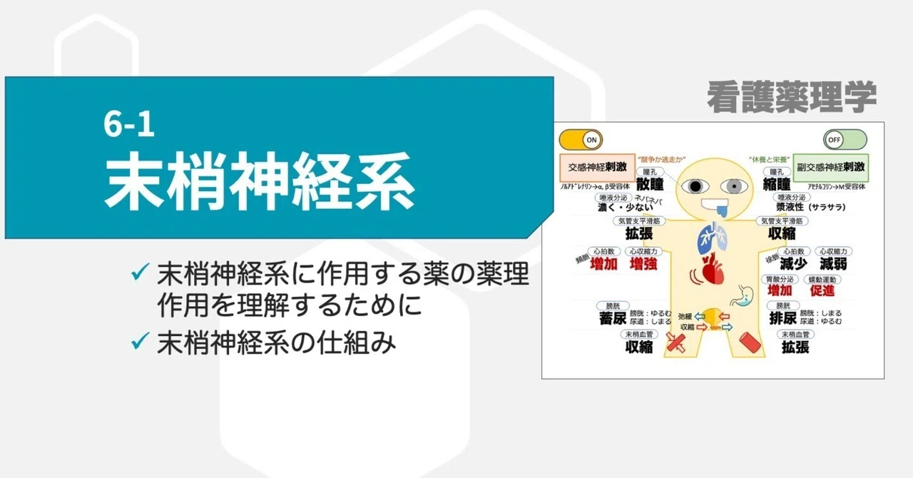 6-1 末梢神経系｜こはく堂薬局