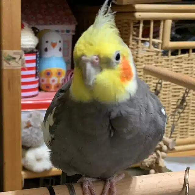 かみかみ